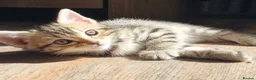 Bengal cats for sale: 4 half bengal kittens - Advert 6