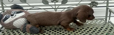 Dachshund 5