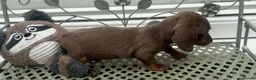 Dachshund dogs for sale: Ready to leave Daschund puppies🐶💙 - Advert 2