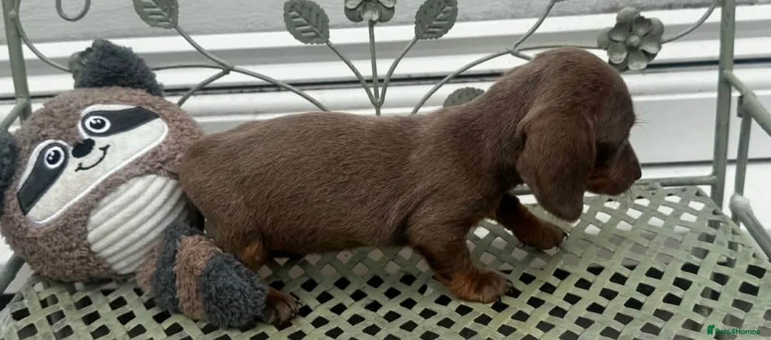 Dachshund dogs for sale: Ready to leave Daschund puppies🐶💙 - Advert 2