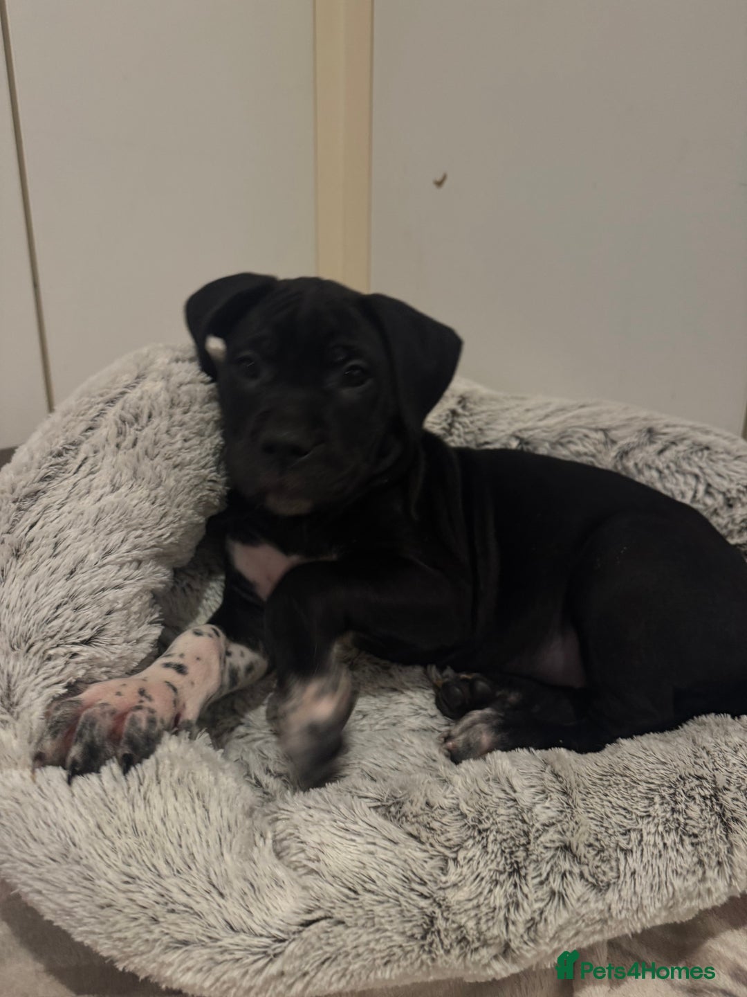 Cane Corso dogs for sale: Cane corso puppy’s  - Advert 7