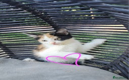 Persian cats for sale: Very beatifull mix breed/Persian kittens  - Image 26