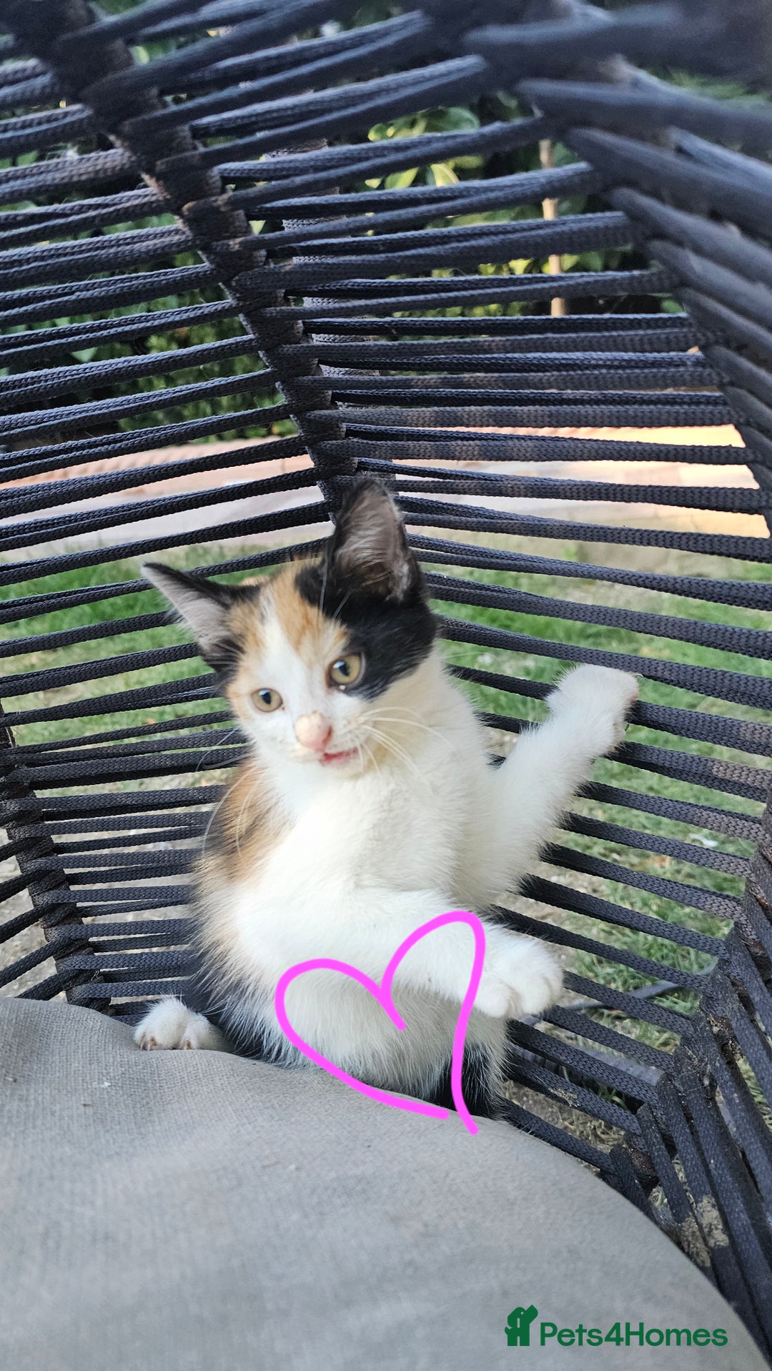 Persian cats for sale: Very beatifull mix breed/Persian kittens  - Image 26