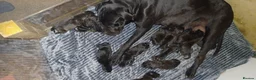 Mixed Breed dogs for sale: Presa corso pup's  - Advert 3