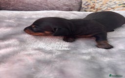 Miniature Dachshund dogs for sale: Miniature dachshund smooth hair pups  - Image 7