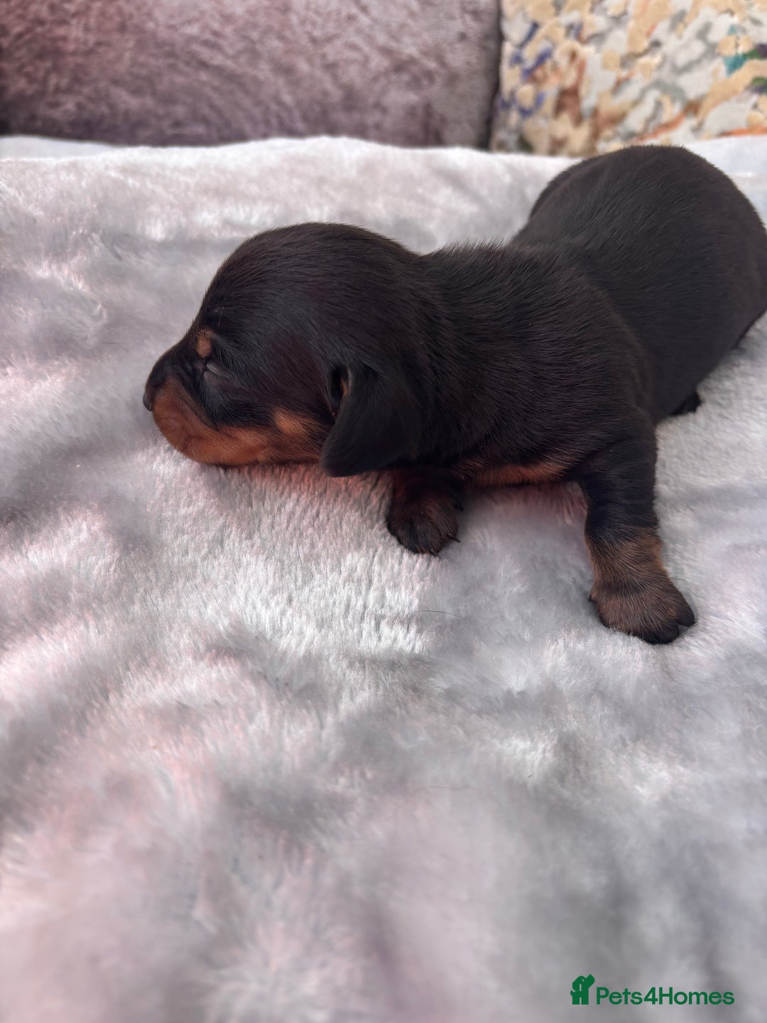 Miniature Dachshund dogs for sale: Miniature dachshund smooth hair pups  - Image 7