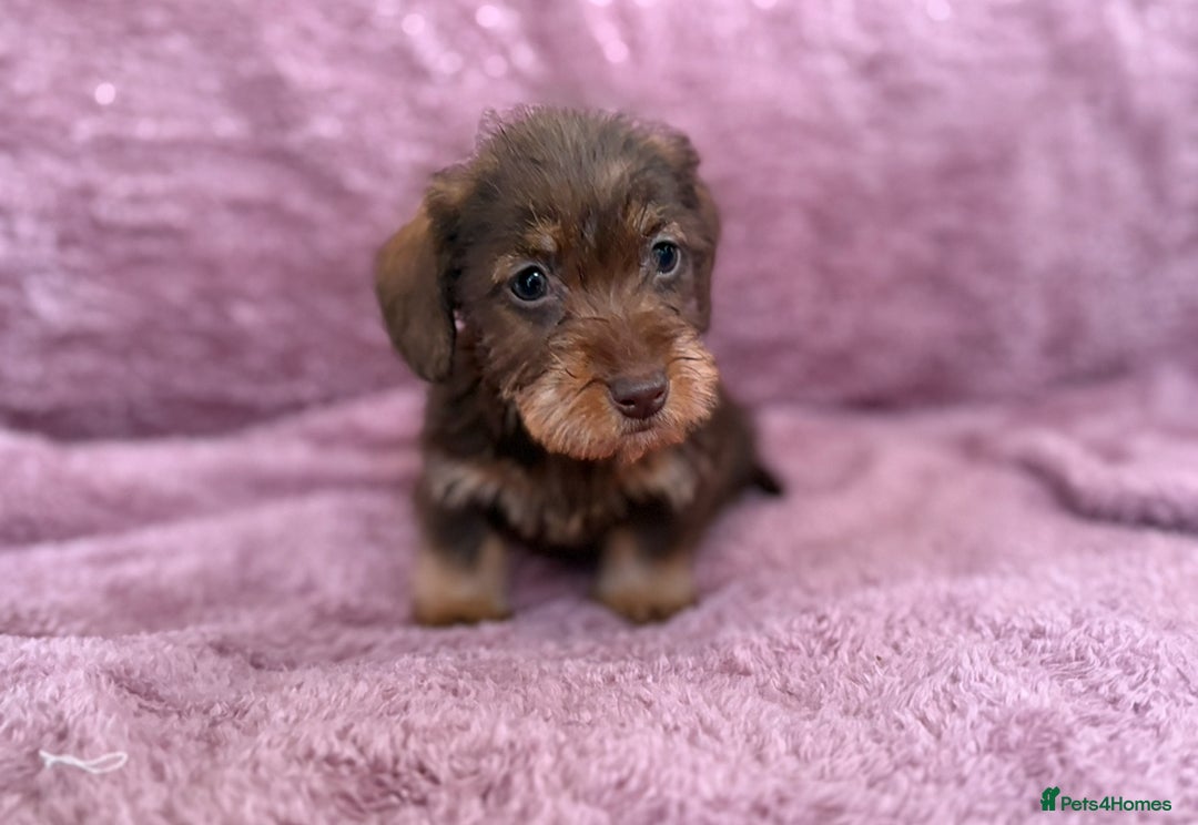 Dachshund dogs for sale: Kc miniature wire hair dachshunds  - Advert 5
