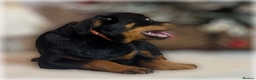 Rottweiler dogs for sale: ROTTWEILER PUPPIES. KC REGISTERED. FREE INSURANCE. - Advert 31