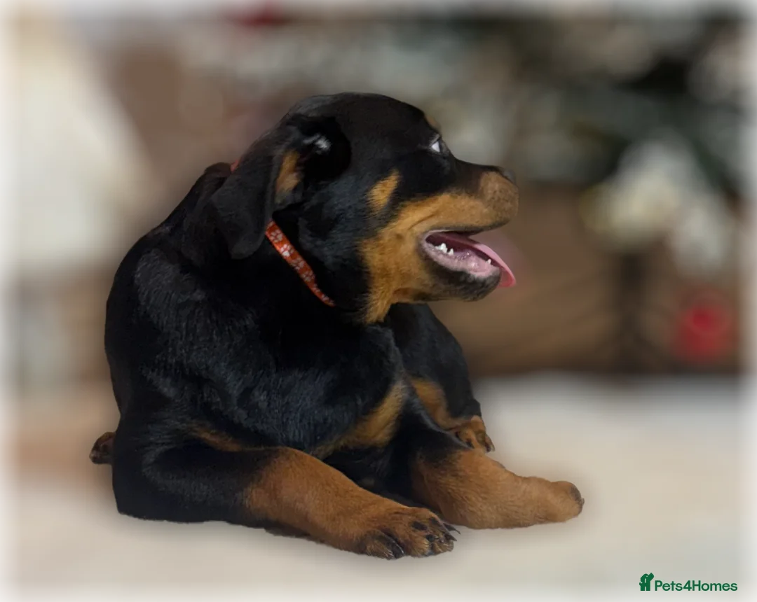 Rottweiler dogs for sale: ROTTWEILER PUPPIES. KC REGISTERED. FREE INSURANCE. - Advert 31