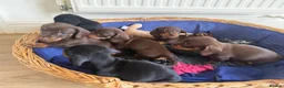 Dachshund dogs for sale: Gorgeous  Dachshund puppies for sale in Dorchester - Advert 11