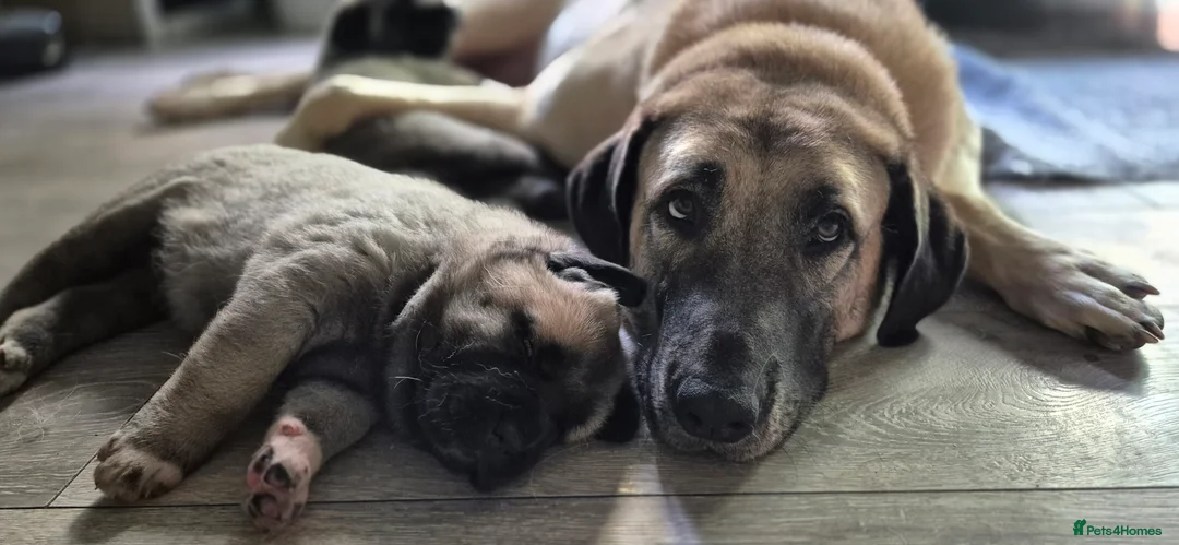 Turkish Kangal dogs for sale: Female Kangals - Advert 5