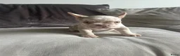 French Bulldog dogs for sale: 6 quality fluffy carrier French bulldogs - Advert 6