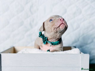 American Bully dogs - Advert 1