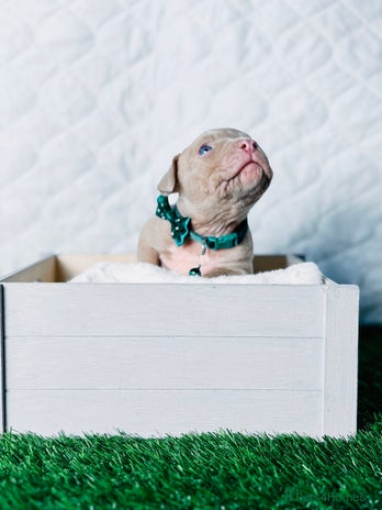 American Bully dogs - Advert 1