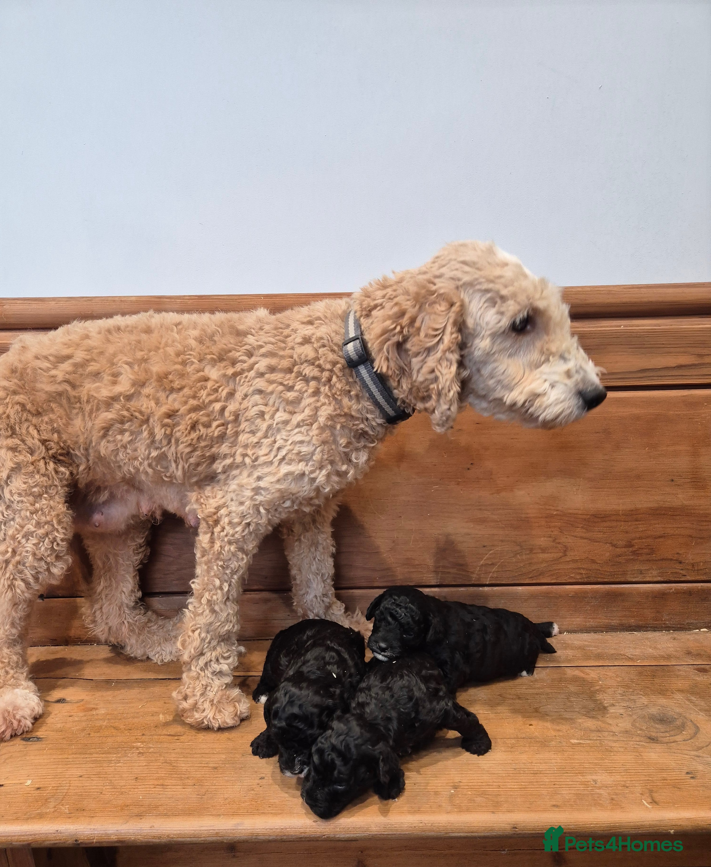 Cockapoo dogs Cockapoo Puppies - Advert 6