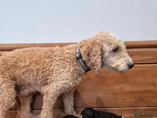 Cockapoo dogs Cockapoo Puppies - Advert 13