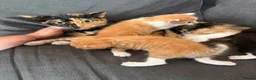 Mixed Breed cats for sale: Two ginger boys  - Advert 1