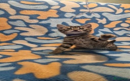 Bengal cats for sale: Bengal mix kittens for sale - Image 21