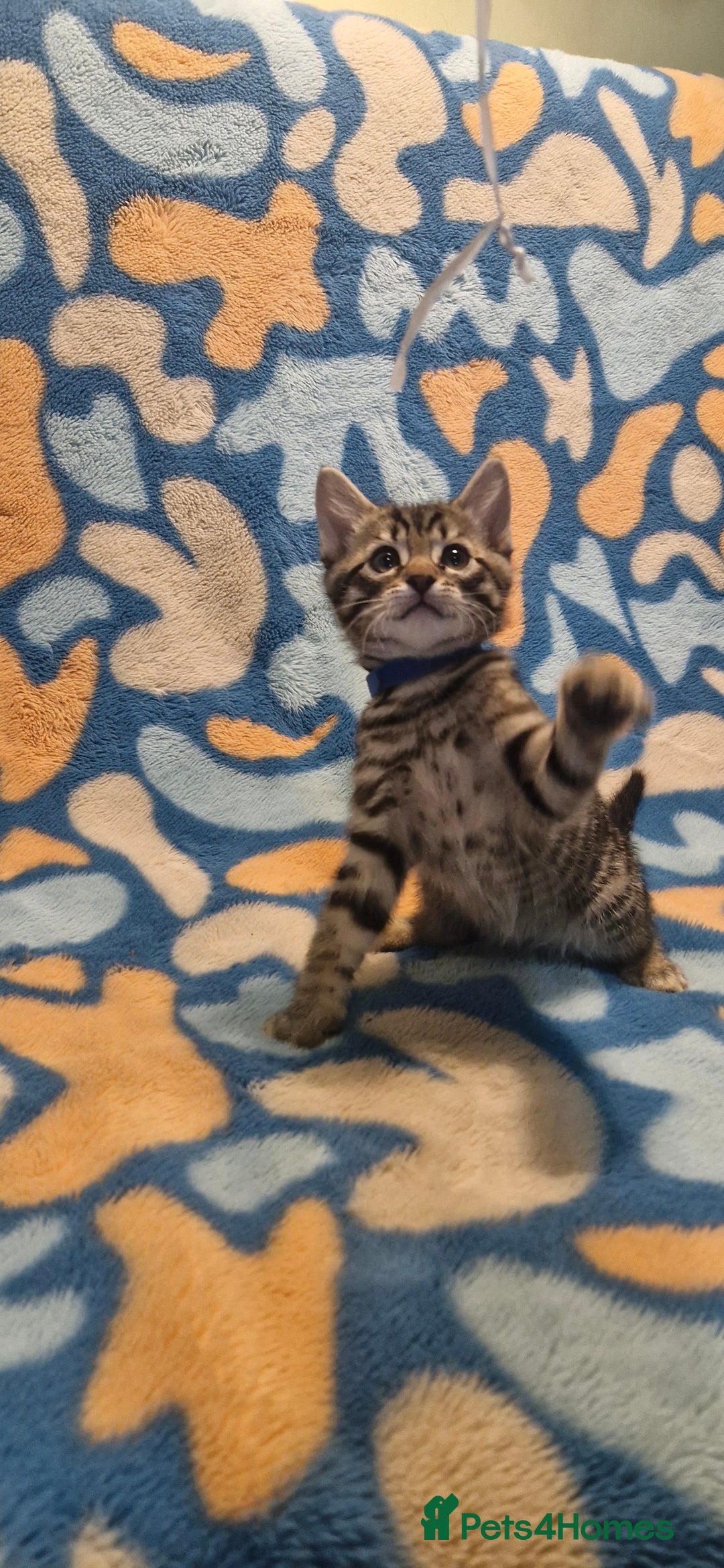 Bengal cats for sale: Bengal mix kittens for sale - Image 21