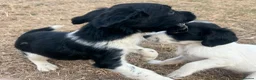 English Springer Spaniel dogs for sale: Healthy springer spaniel pups - Advert 16