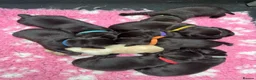 Labrador Retriever dogs for sale: KENNEL CLUB REGISTERED CHOCOLATE LABRADOR PUPPIES  - Advert 4