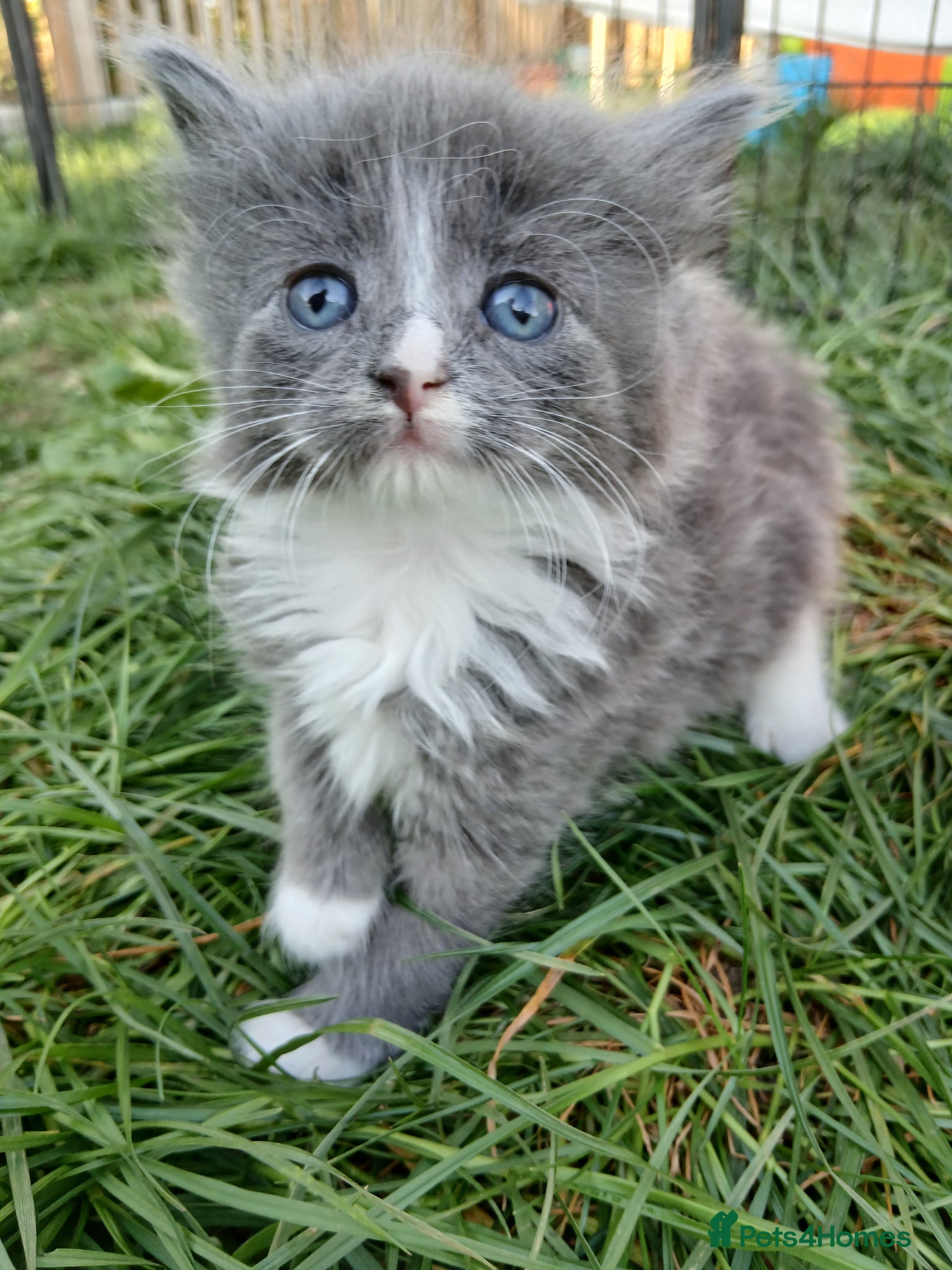 British Longhair cats Stunning british longhair kittens. READY IN 2 WEEK - Advert 1