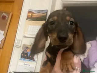 Miniature Dachshund dogs Miniature dachshund - Advert 3