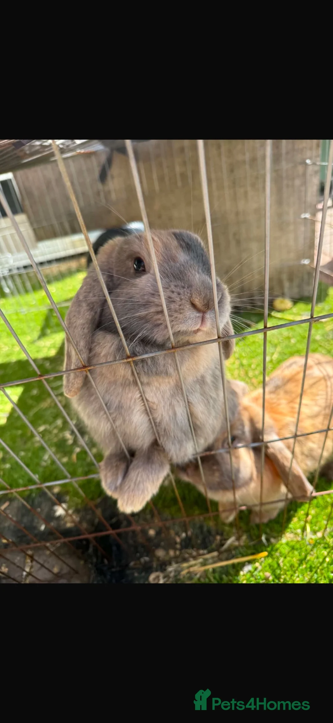 Mini Lop rabbits for sale: Mini lop eared female rabbits  in Alfreton - Advert 2
