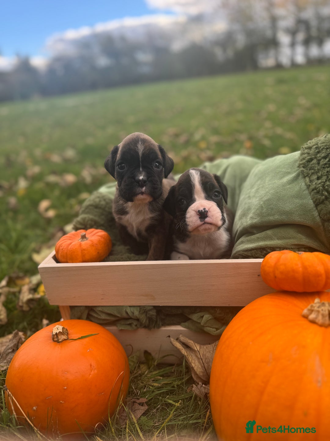 Boxer dogs for sale: ASTONISHING KC REGISTERED BOXER PUPPIES!  - Image 4