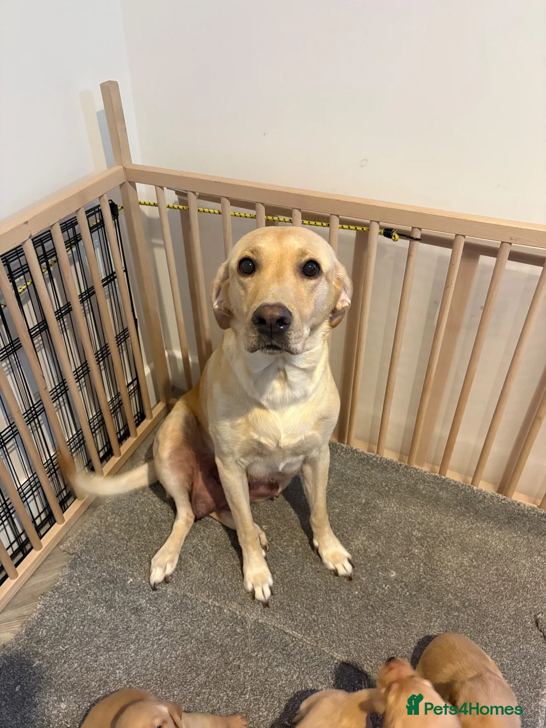Labrador Retriever dogs for sale: Labrador Pups for Sale in Blairgowrie - Advert 2
