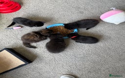 British Longhair cats for sale: Wonderful litter of black kittens. - Image 3
