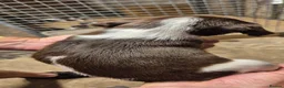 English Springer Spaniel dogs for sale: KC Registered English Springer Spaniels Puppies  - Advert 3