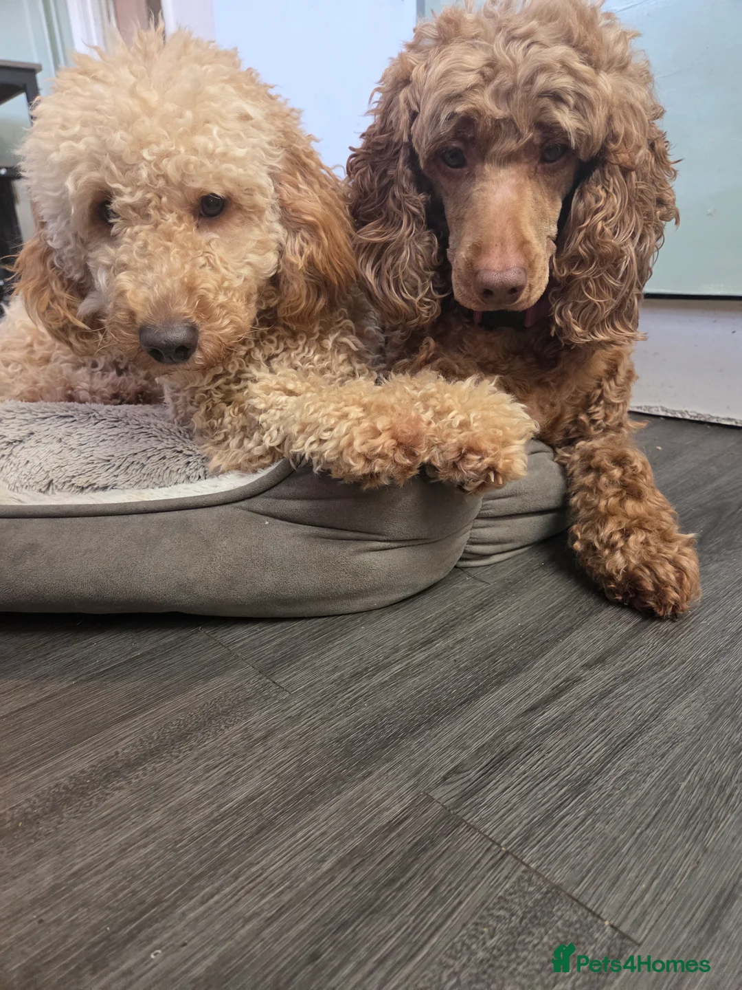 Cocker Spaniel dogs for sale: Cocker spaniel pup - Advert 6