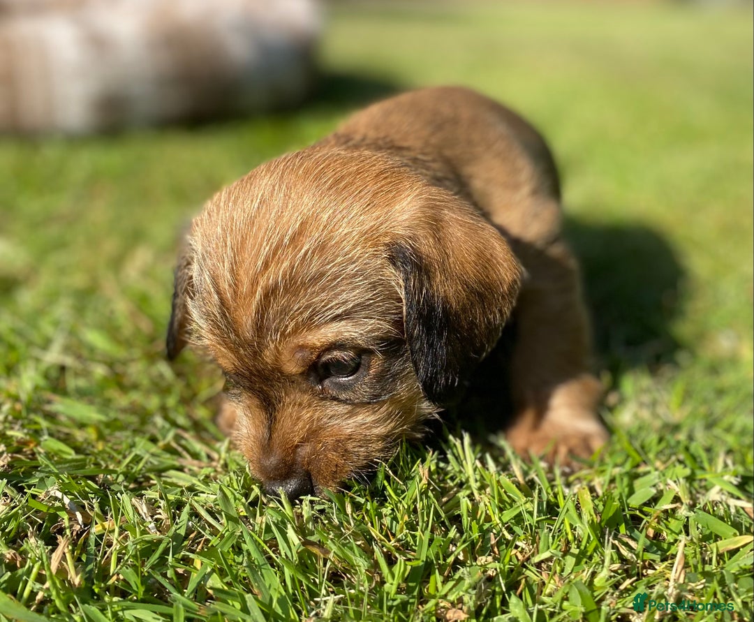 Dachshund dogs for sale: Schweenie puppies -ready to go! - Image 5