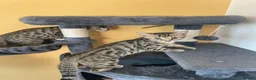 Bengal cats for sale: Bengal X - Advert 11