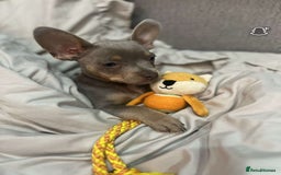 Mixed Breed dogs for sale: Our Beautiful Puppy Hudson - Image 1