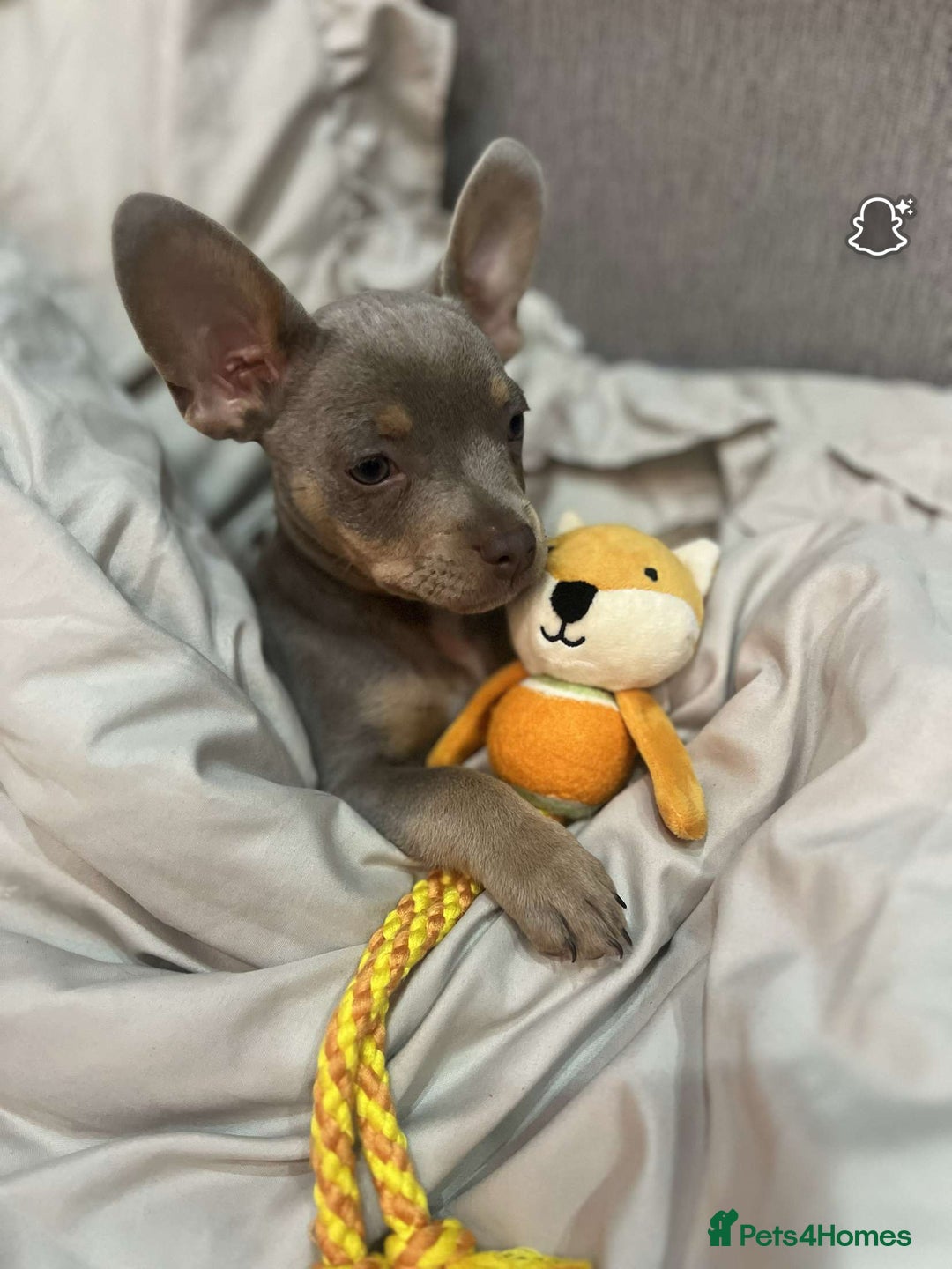 Mixed Breed dogs for sale: Our Beautiful Puppy Hudson - Image 1