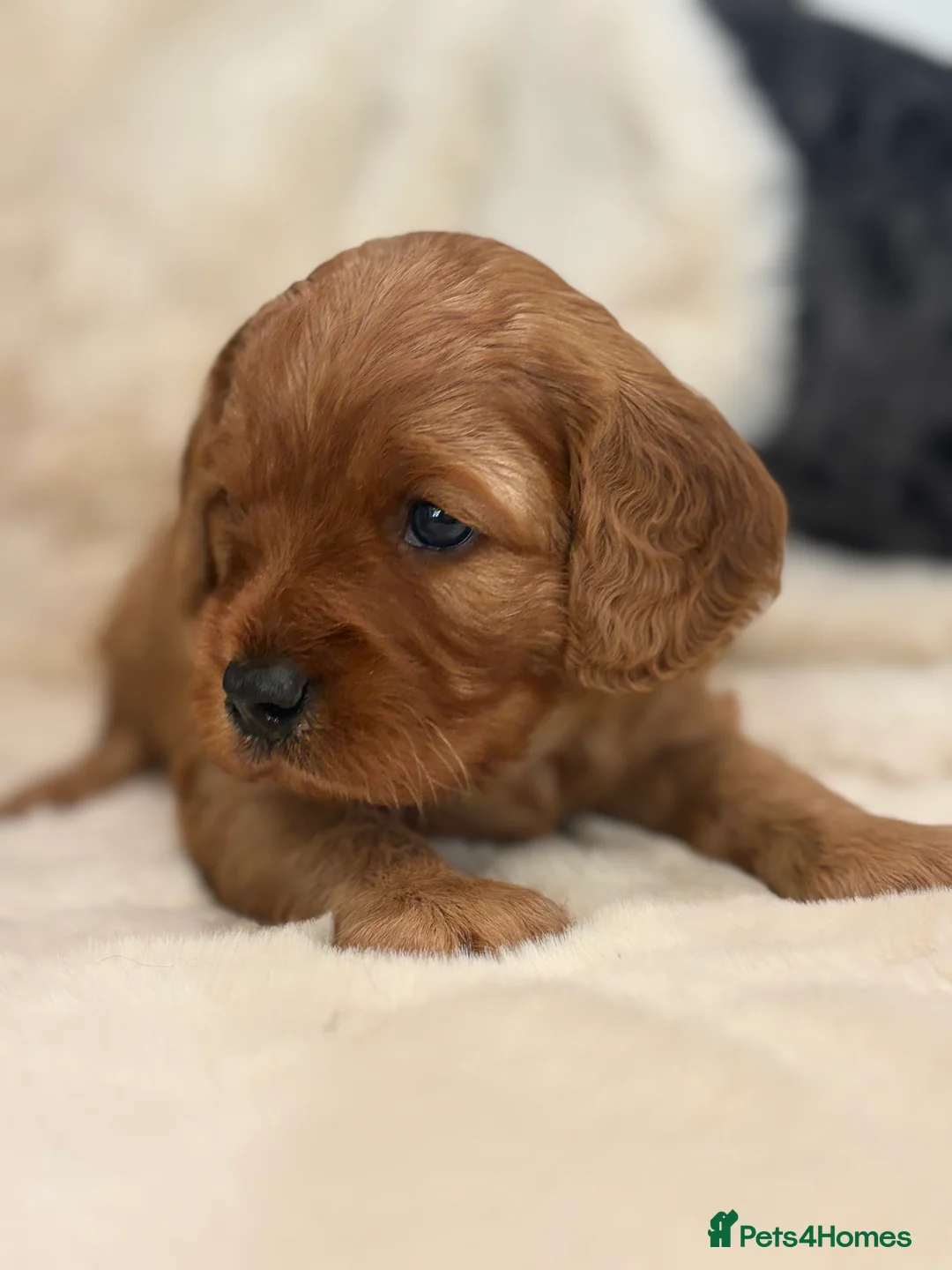 Cavapoo dogs for sale: Beautiful dark red Cavapoo puppies  - Advert 2