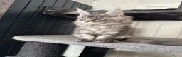 Maine Coon cats for sale: Last litter of the year Super Maine Coons in Blackpool - Advert 5