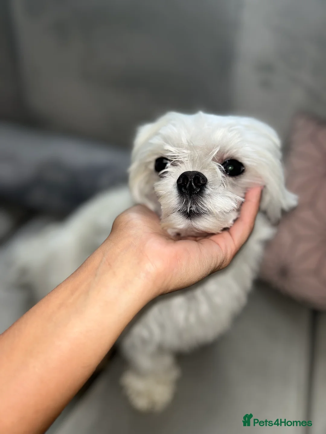 Maltese dogs for stud: Fabulous proven miniature Maltese for stud 🌟 in South Shields - Advert 18