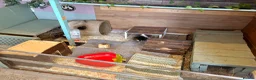 Guinea Pig rodents for sale: Guinea pig boarding in Herne bay - Advert 5