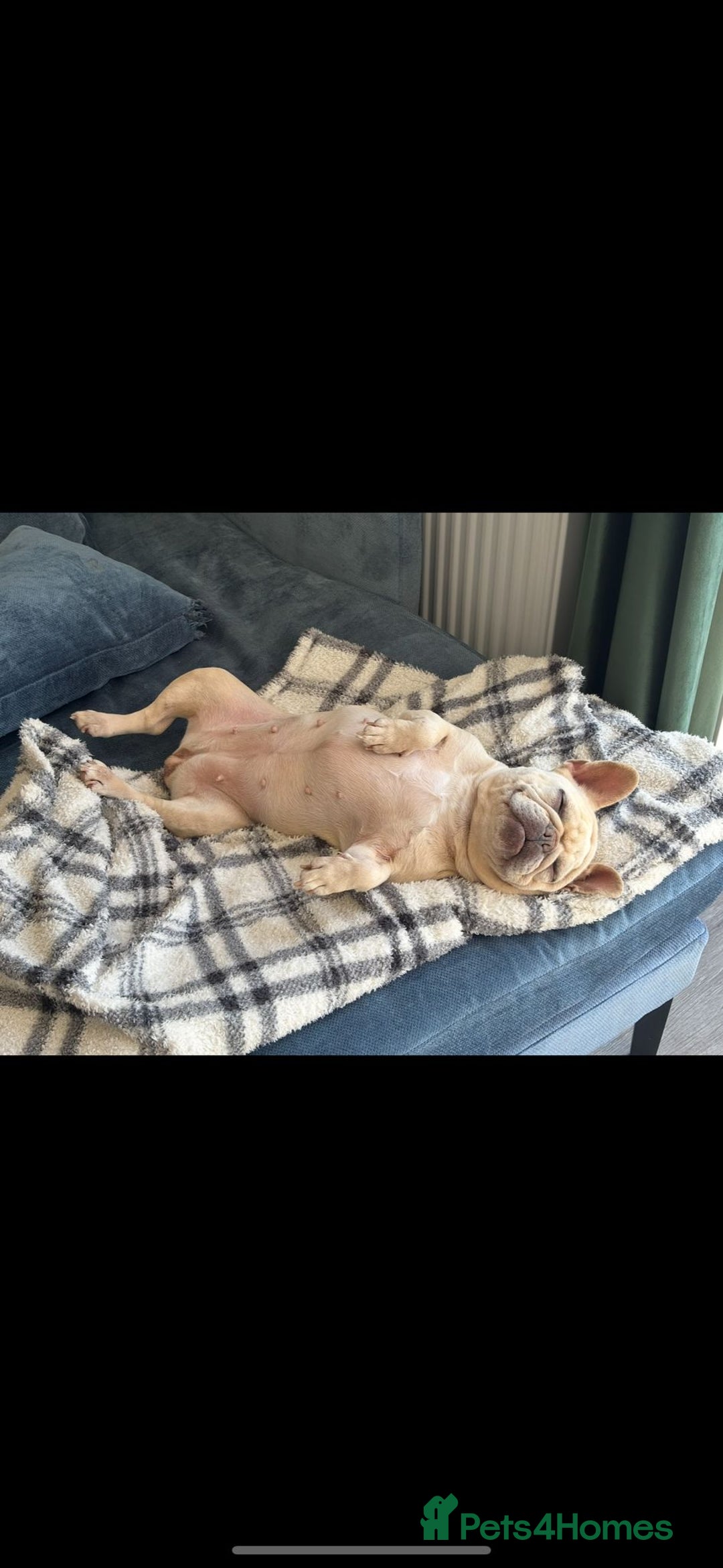 French Bulldog dogs for sale: Pearl the Beautiful  - Advert 2