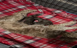 Cockapoo dogs for sale: Beautiful f1b Cockapoo puppy's   - Advert 16