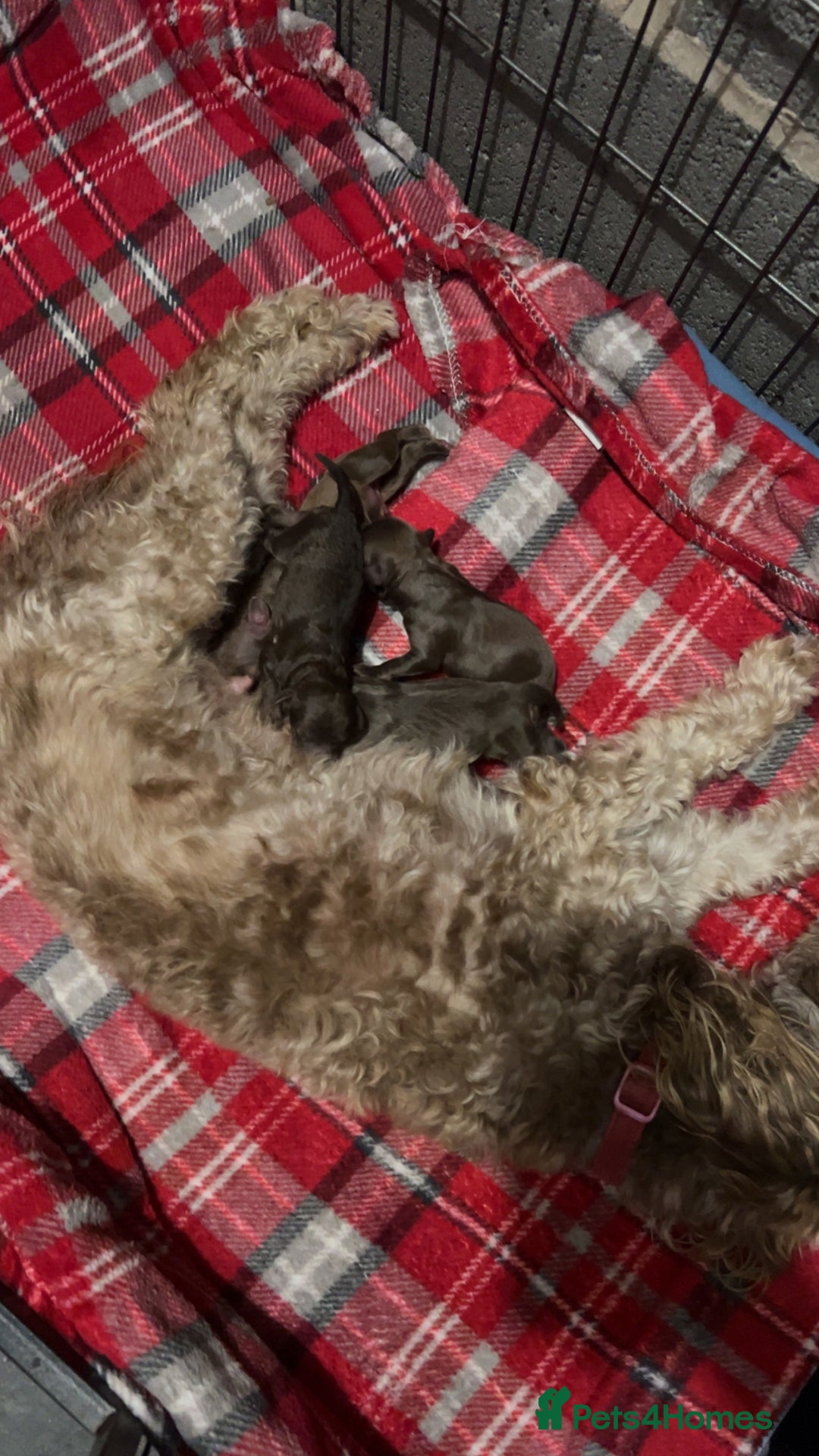 Cockapoo dogs for sale: Beautiful f1b Cockapoo puppy's   - Advert 16