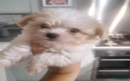 Havanese dogs for sale: 2 x tiny male Havenese *READY NOW  - Image 2