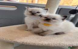Ragdoll cats for sale: 💗Beautiful ragdoll kittens 💙 - Image 13