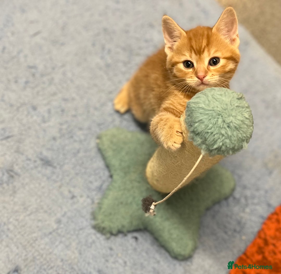 Mixed Breed cats for sale: 4 Adorable Kittens  - Image 12