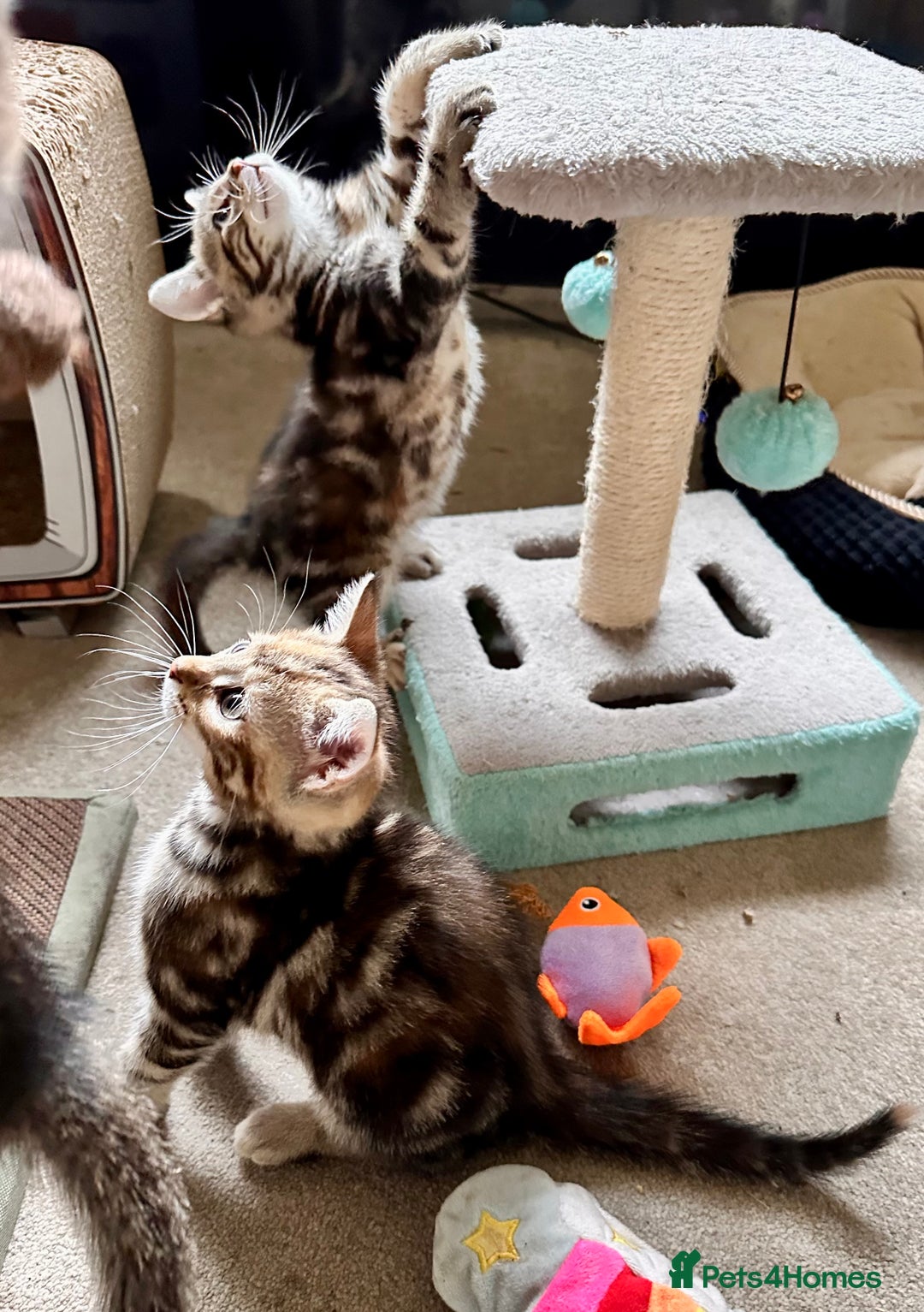 Mixed Breed cats for sale: Adorable bengal & tabby mix kittens - Image 3