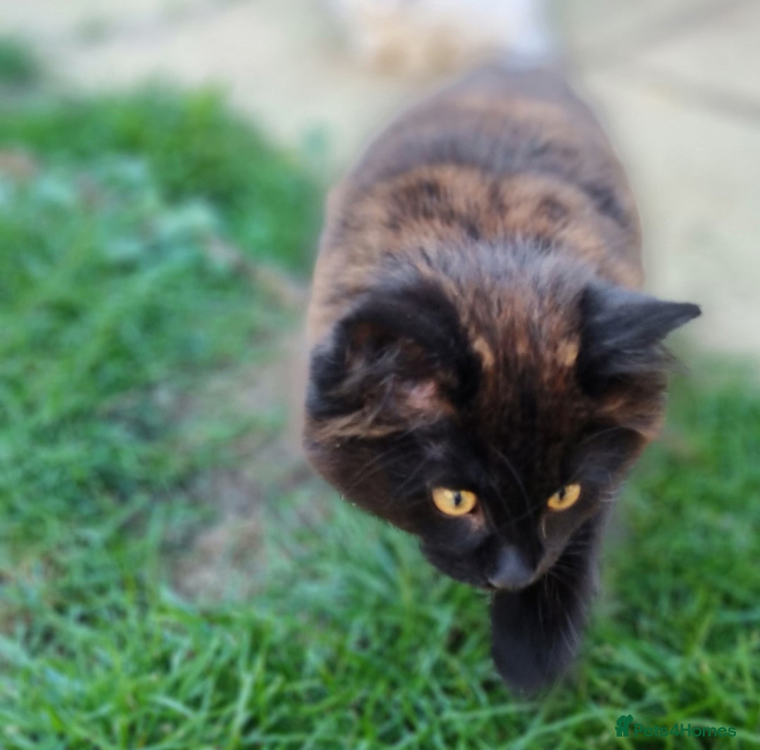 Mixed Breed cats for sale: Cute kittens - Image 26