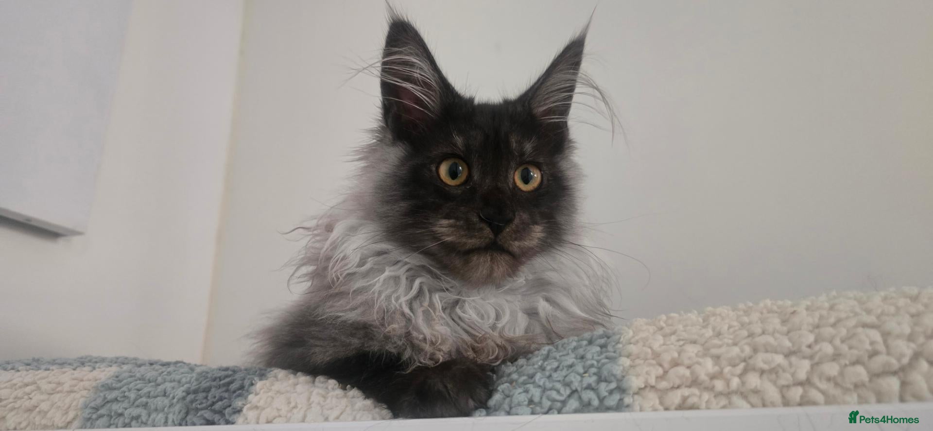 Maine Coon cats 🐾Black Smoke Tica Registered maine coon - Advert 1